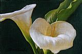 Calla Lily Duo by David Hardy